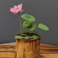 50 Pcs Mix Bonsai Bowl Lotus Seeds, Water Lilies Flower Plant, Lotus
