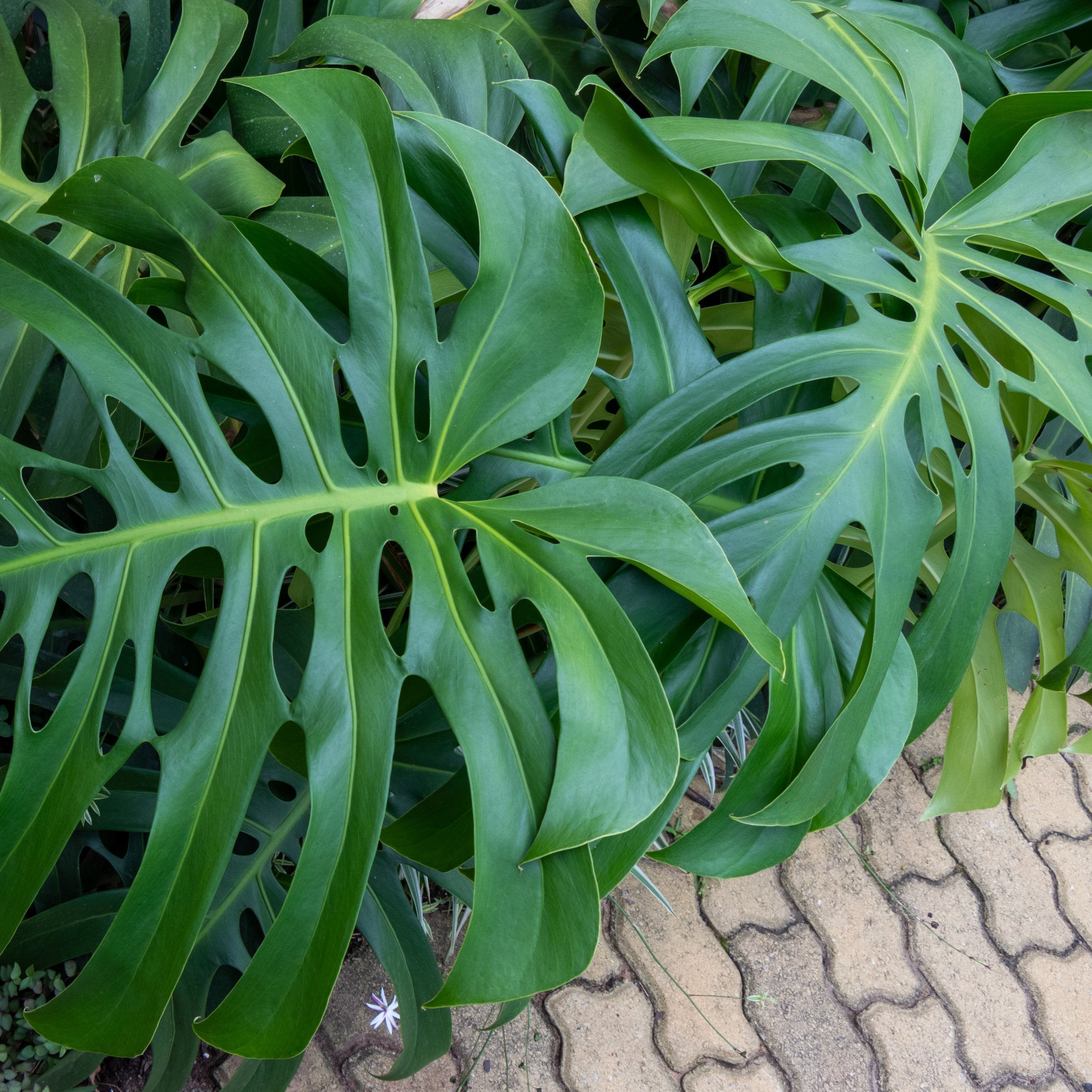 6 in. Monstera Deliciosa Plant in Grower Container