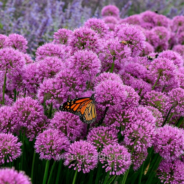 Allium, Serendipity, Ornamental Onion - Pot Size: 4.5in - Flowers