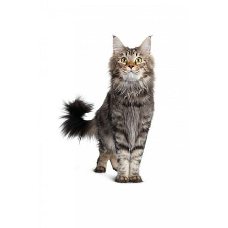 - Maine Coon Cat Print Wall Art By Fabio Petroni