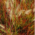 thumbnail image 3 of Burgundy Bunny Red Fountain Grass - Pennisetum - Gallon Pot, 3 of 3