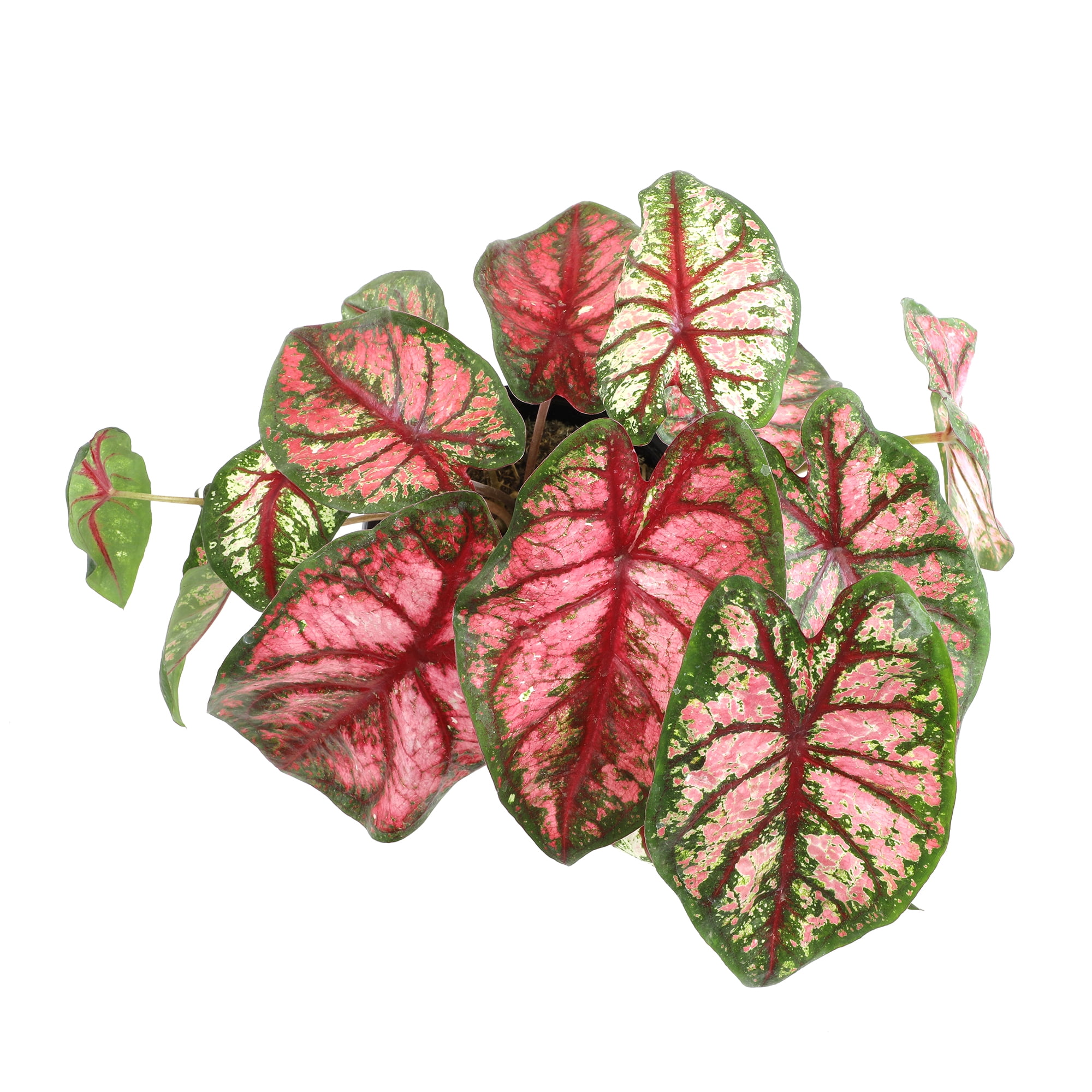 Altman Plants Caladium Pink Strap Leaf, 1 gal. Pot, Outdoor Live Plants, Full Sun to Part Shade