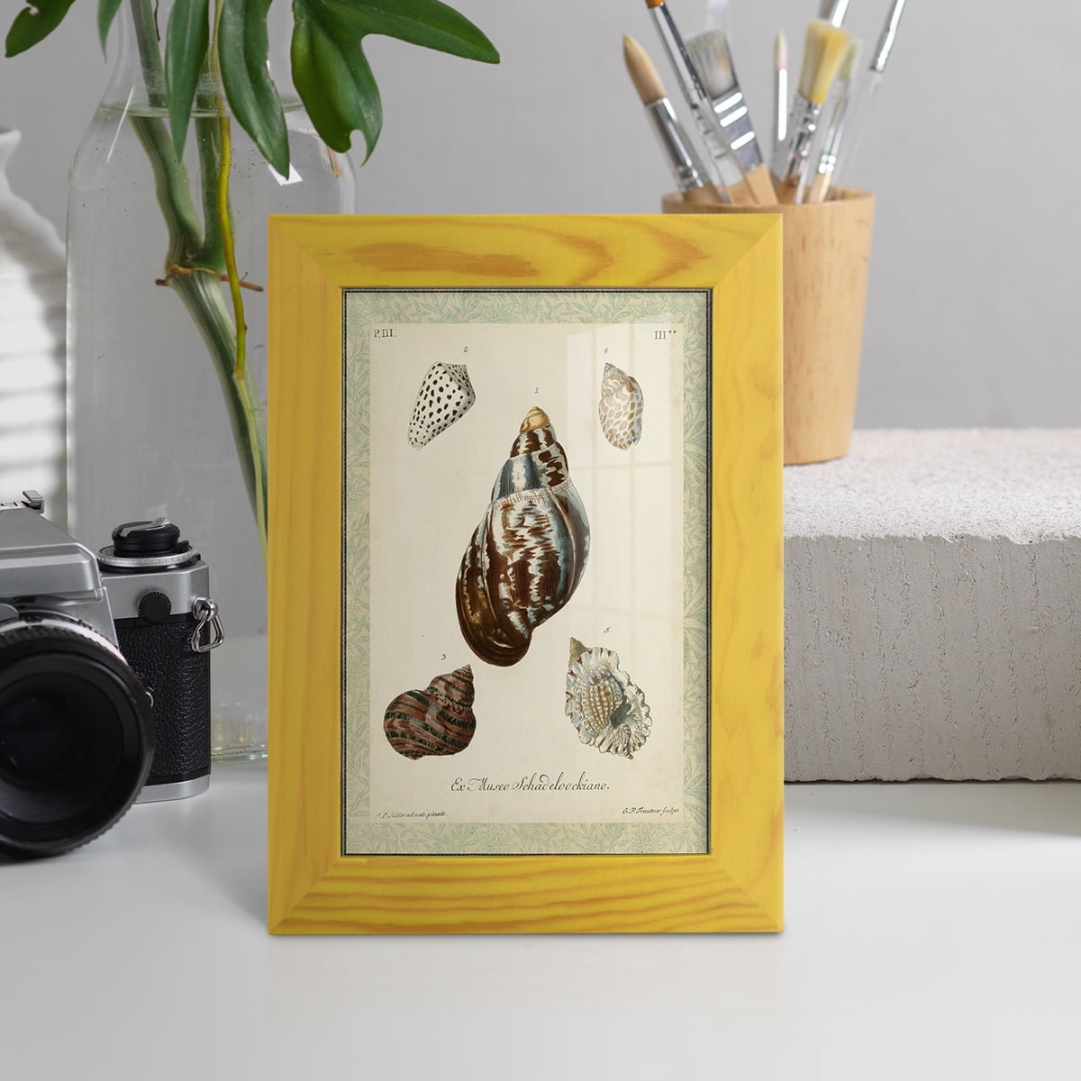 Bookplate Shells VII - Framed Print w/glass - Sunflower Yellow