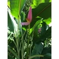 Winter Hardy North America Banana Tree [Blooming Fruiting Succulent