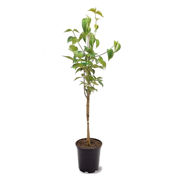 Expert Gardener 3-4' Dogwood Cherokee Princess in 1 gal. Grower Pot