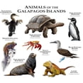 thumbnail image 2 of CafePress - Animals Of The Galapagos Islands Mug - 11 oz Ceramic Mug - Novelty Coffee Tea Cup, 2 of 4