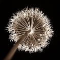thumbnail image 3 of Frank, Assaf 12x12 Black Modern Framed Museum Art Print Titled - Purple allium flower, close-up (Sepia), 3 of 5