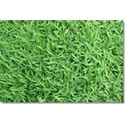 SeedRanch Carpetgrass Seed - 5 Lbs.