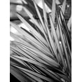 thumbnail image 2 of Allen, Kimberly 25x32 Black Ornate Wood Framed with Double Matting Museum Art Print Titled - Metal BW Plant 2, 2 of 4