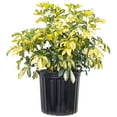 thumbnail image 4 of United Nursery Live Schefflera Trinette Plant 24-34 inches Tall in 9.25 inch Grower Pot, 4 of 8