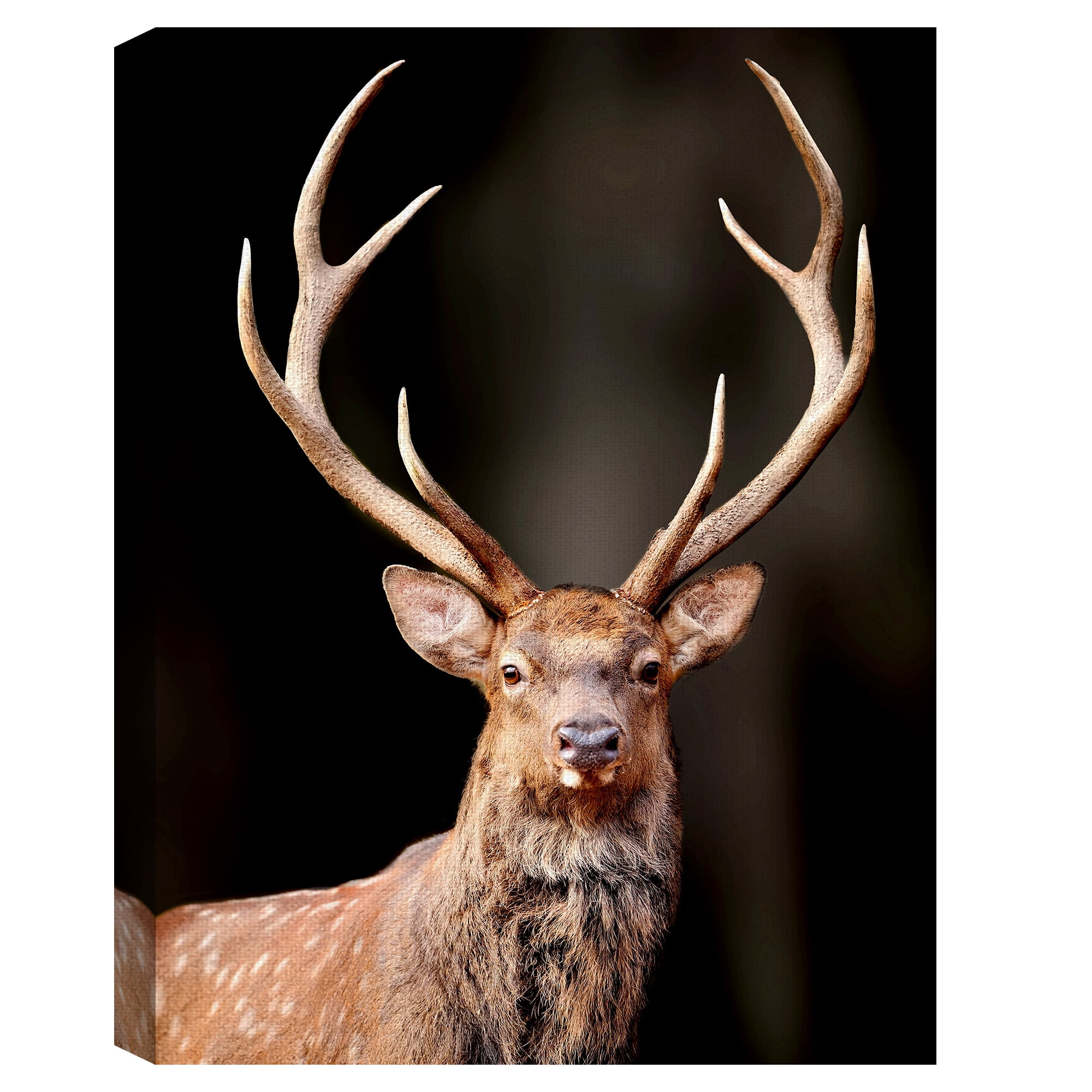 Masterpiece Art Gallery Magnificent Deer By Belle Maison Canvas Art Print 30" x 40"