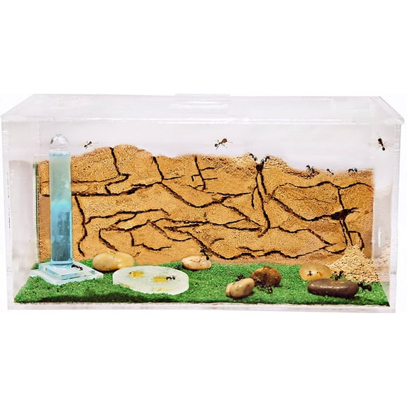 Sand Ant Farm - Educational formicarium for Live Ants