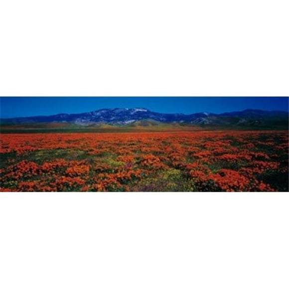 Panoramic Images PPI64398L Field Poppy Flowers Antelope Valley California USA Poster Print by Panoramic Images - 36 x 12