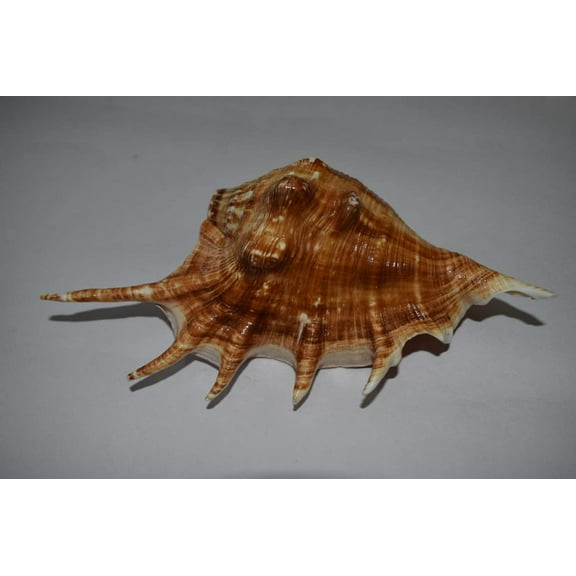 Natural Gaumukhi Shankh (Panchmukhi) Blowing Shankh By Indian Collectible