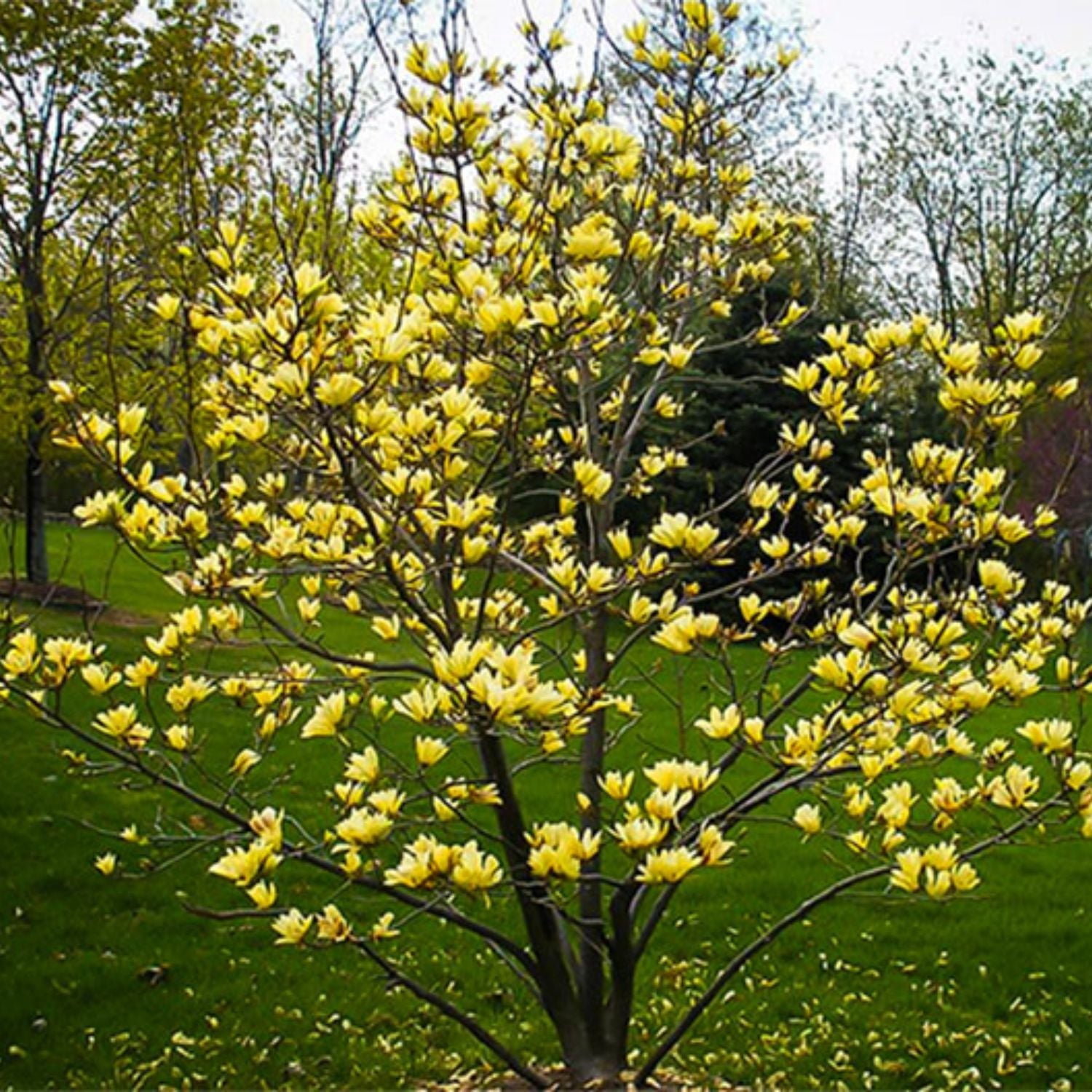 Expert Gardener 1-2' Magnolia Japanese Butterflies Live Tree in 1 gal. Grower Pot