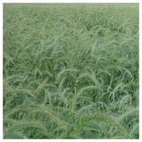 Everwilde Farms - 1/4 lb Canada Wild Rye Native Grass Seeds - Gold ...