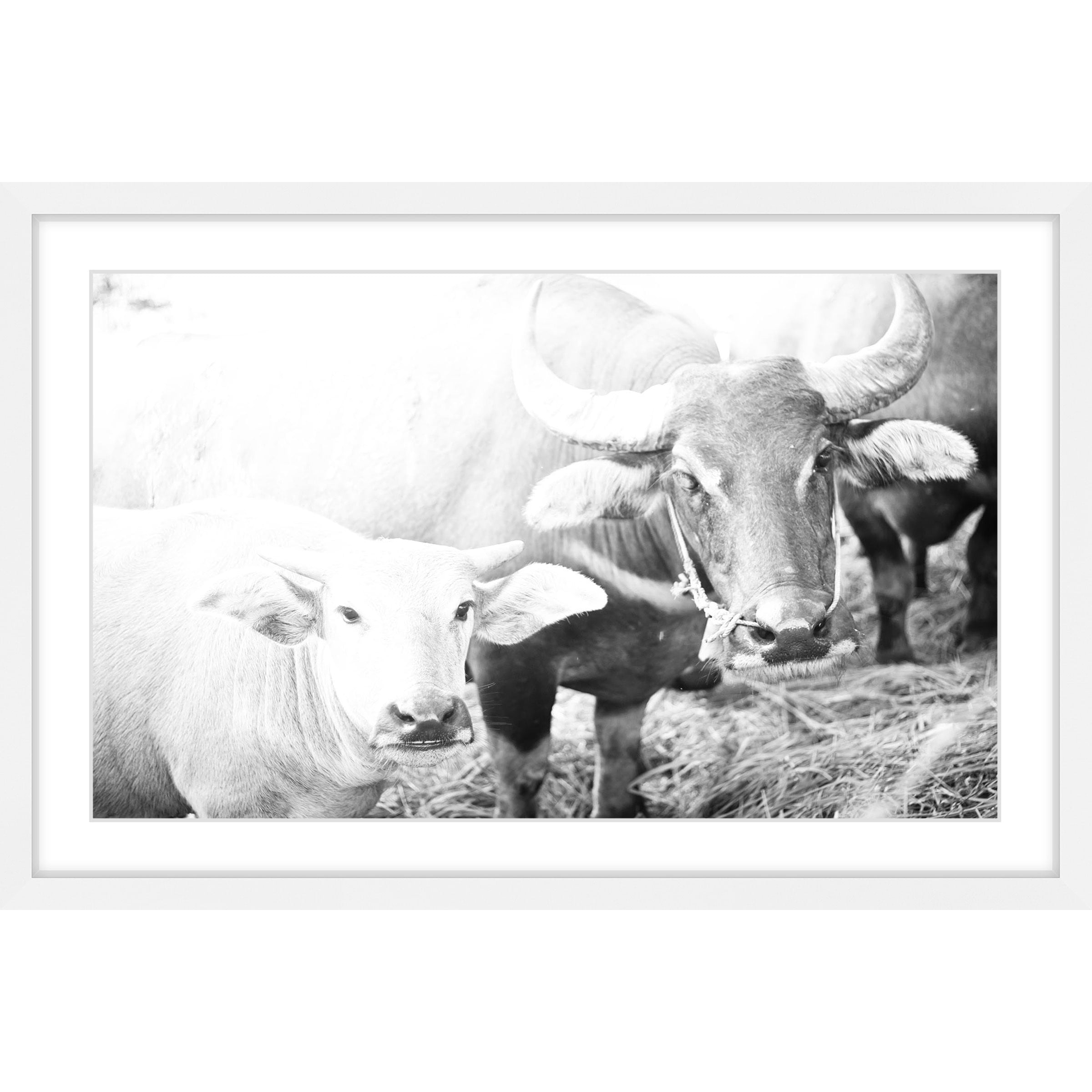 Marmont Hill "Bovine Pair" Framed Painting Print
