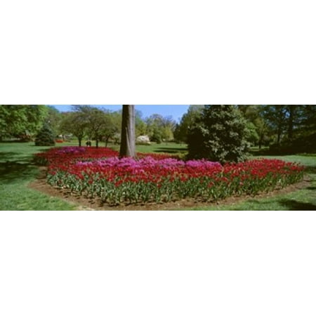Azalea and Tulip Flowers in a park Sherwood Gardens Baltimore Maryland USA Poster