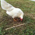 thumbnail image 1 of BESTYASH Herramienta Para Pollos Y Pequeños Con Gancho, 1 of 8