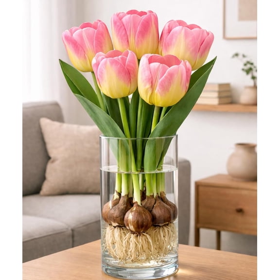 Pre-Chilled Ave Maria Tulip Bulbs for Forcing Indoors - Easy to Grow - Grow in Water or Dirt Indoors or Plant Outdoors - Prechilled Indoor Bulbs (5 Bulbs)