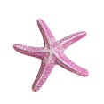 thumbnail image 1 of fashionhome 1x Fish Tank Aquarium Simulation Starfish Aquarium Landscape Decoration, 1 of 1