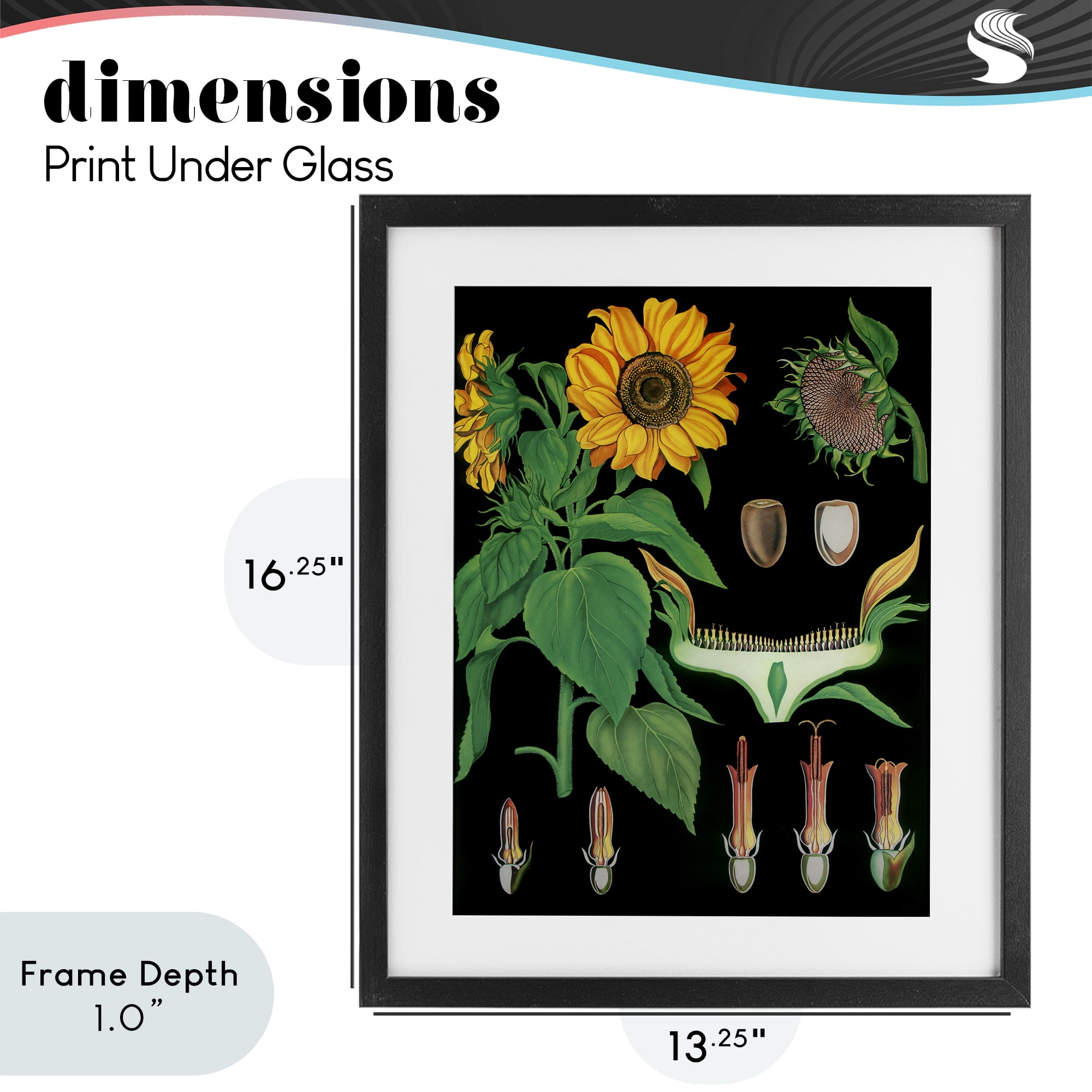 Stupell Industries Sunflower Bulb Illustrations Black Framed Print Under Glass, design by Vintage Hustle