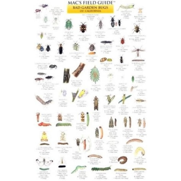 Mac's Field Guides: California Garden Bugs (Mac's Guides (Charts))