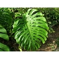 thumbnail image 2 of Monstera Deliciosa - Live Plant in a 10 Inch Pot - Philodendron Monstera Deliciosa - Beautiful Clean Air Indoor Plant, 2 of 5