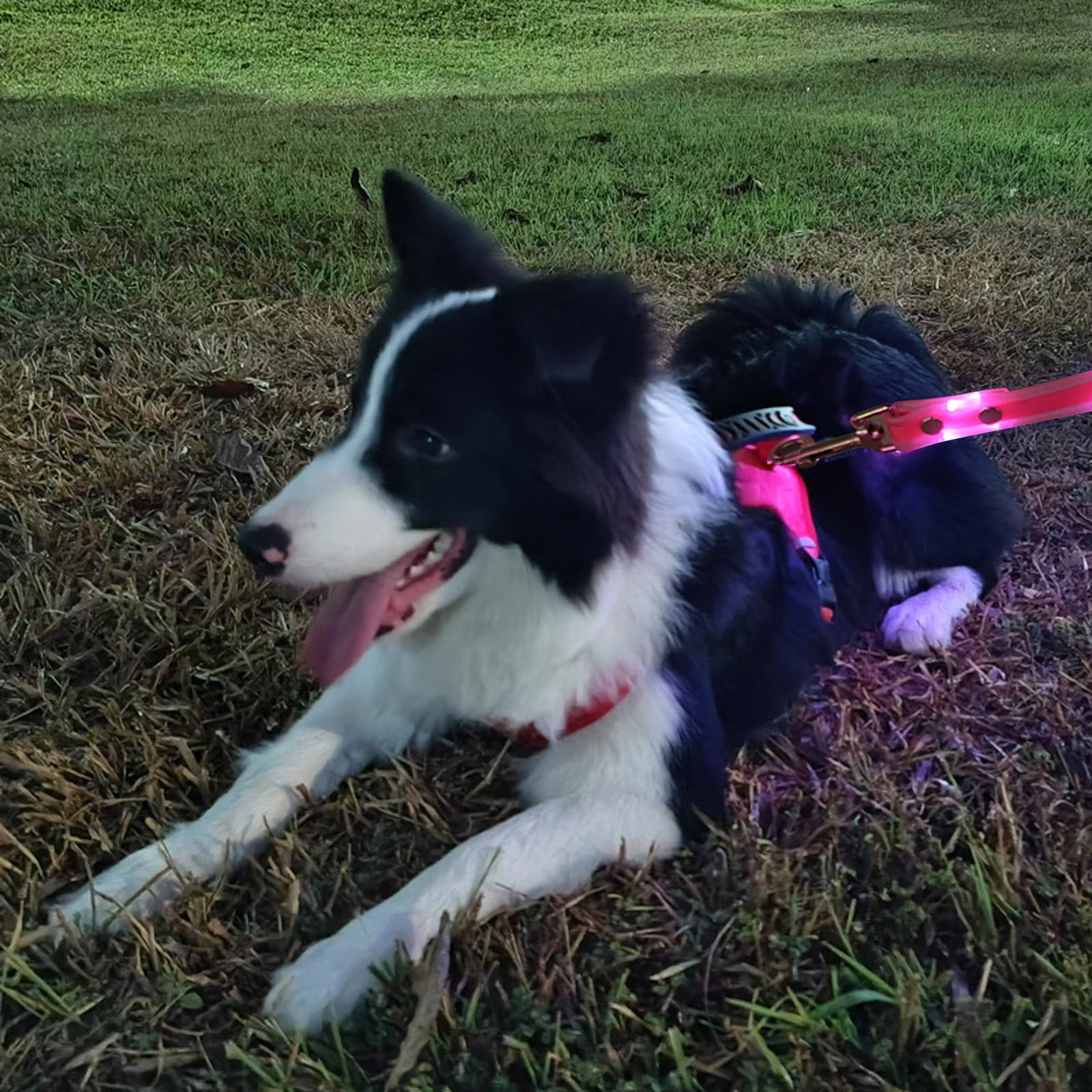 USB Rechargeable LED Dog Leash - 5FT Light Up Leash for Night Walking, Glow in The Dark Safety Lead with Reflective Stripes for Small Medium Large Dogs