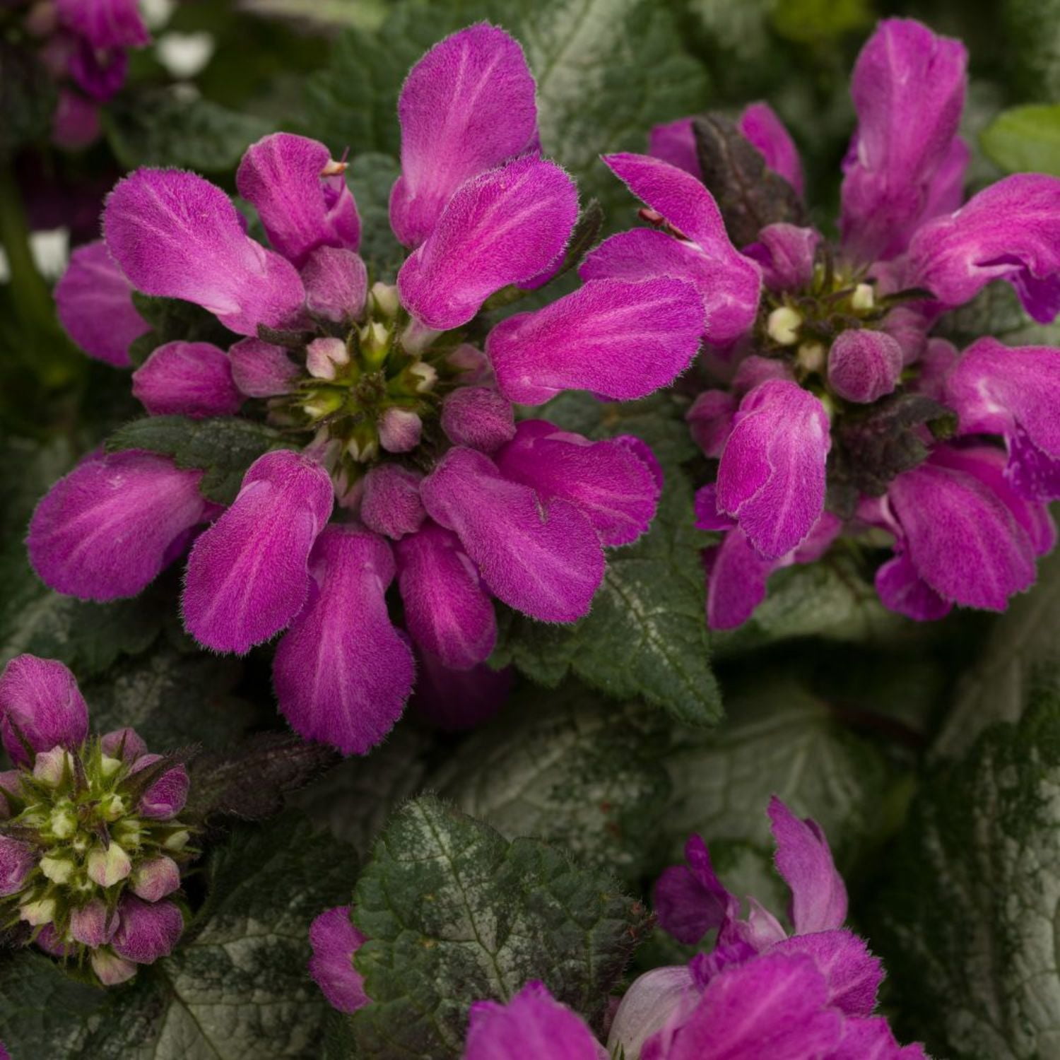 Proven Winners 5" Purple Chablis Dead Nettle Live Plant in 4.5" Pot (4 Count)