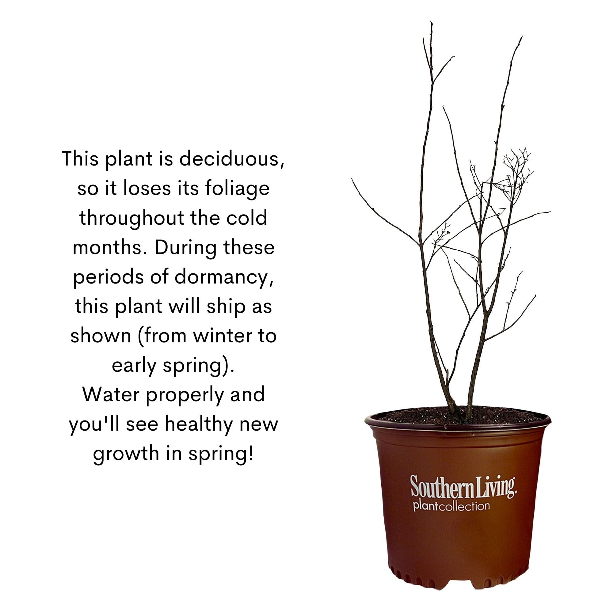 Southern Living Crape Myrtle Colorama Scarlet Live Shrub in 5-Gallon Grower
