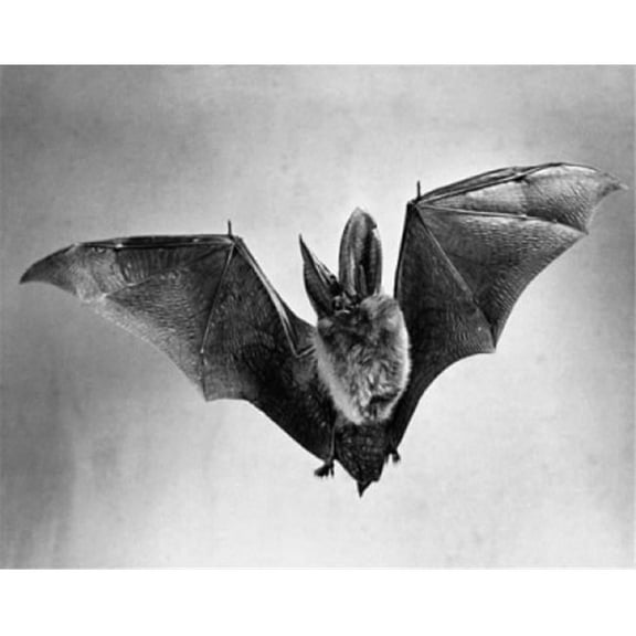 Posterazzi SAL9901253 Bat Flying with Wings Spread Poster Print - 18 x 24 in.
