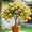 C, variant on Desert Rose, Low Maintenance - Easy Grow - Ideal for Beds Borders, Plant Pots & Planters