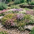 thumbnail image 5 of 12000 Creeping Thyme Mix Seeds, Outdoor Ground Cover, Mixed Variety Thyme for Garden, 5 of 5