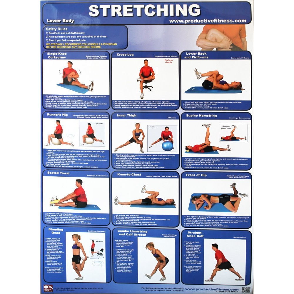 Productive Fitness Posters Stretching Exercise (Upper & Lower Body) for Home Use