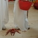 thumbnail image 2 of araña de juguete realista, broma, juguete eléctrico para niños, sin pilas, 2 of 7