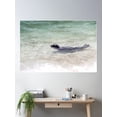 thumbnail image 2 of Seal Swimming Pacific Ocean Cute La Jolla California Poster Wall Art, Modern Wall Decor For Living Room Bedroom, 16x24 UNFRAMED, 2 of 3