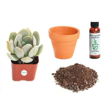 Echeveria Plant - Shop Succulents Echeveria 'Domingo' 2In Plant Kit
