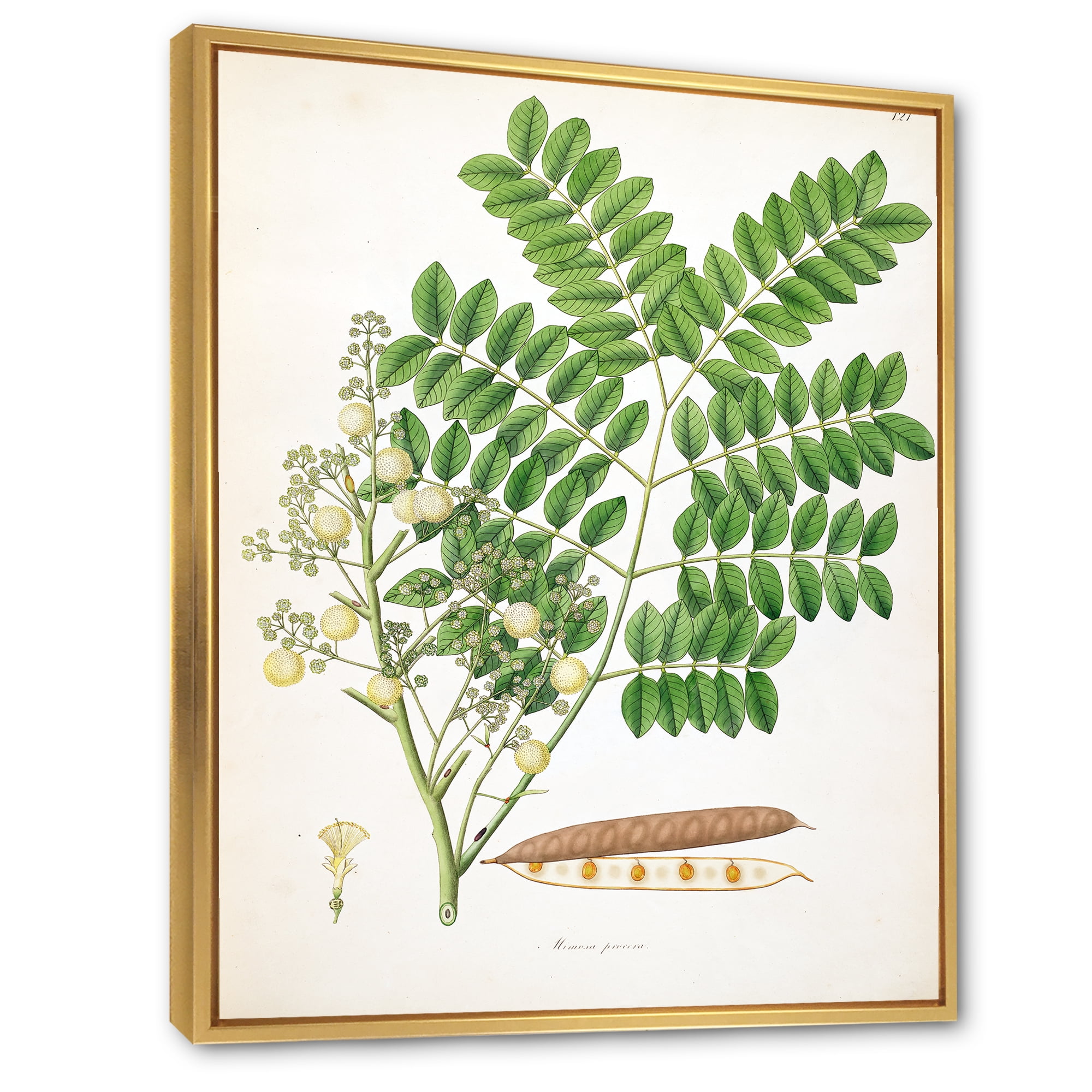 Ancient Botanicals VII 12 in x 20 in Framed Painting Canvas Art Print, by Designart