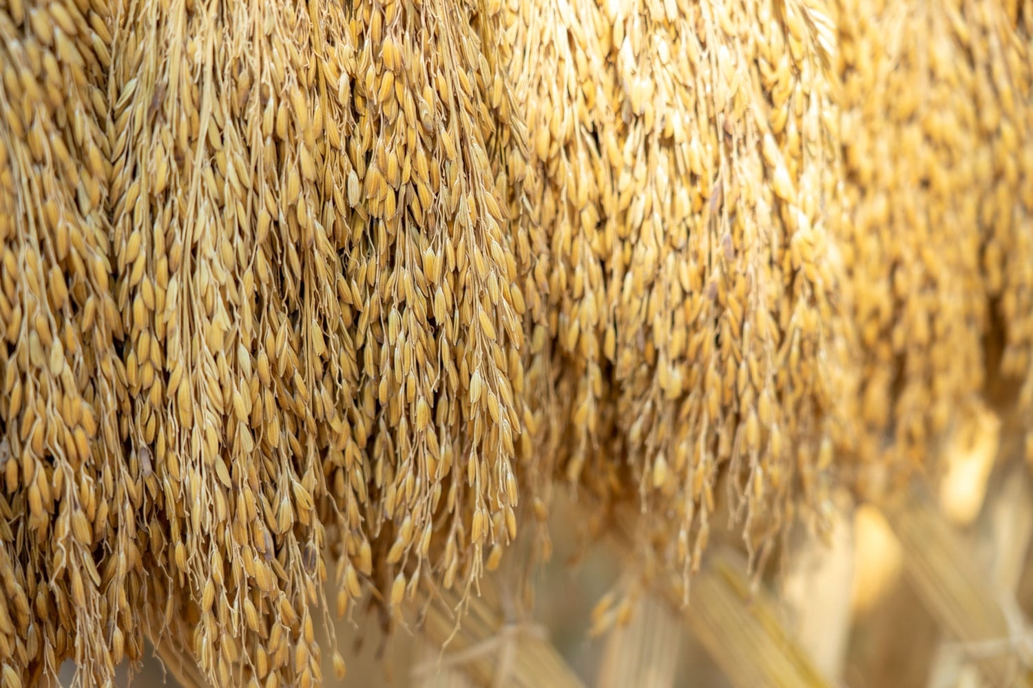 Brown Basmati Rice, 10 Pounds — Raw, Vegan, Kosher — by Food to Live