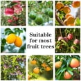 thumbnail image 3 of Austok Fruit Picker Tool Adjustable Fruit Picking Harvester with 4.9Ft Telescopic Pole Ergonomic Lightweight Fruit Catcher Fruit Picking Tool for Cherry Berry Orange Lemon Pear, 3 of 9