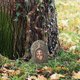 thumbnail image 5 of Popular! Fairys Doors For Trees Outdoor Miniature Fairys Door For Tree Decoration Fairys Garden AccessoriesClearance, 5 of 5