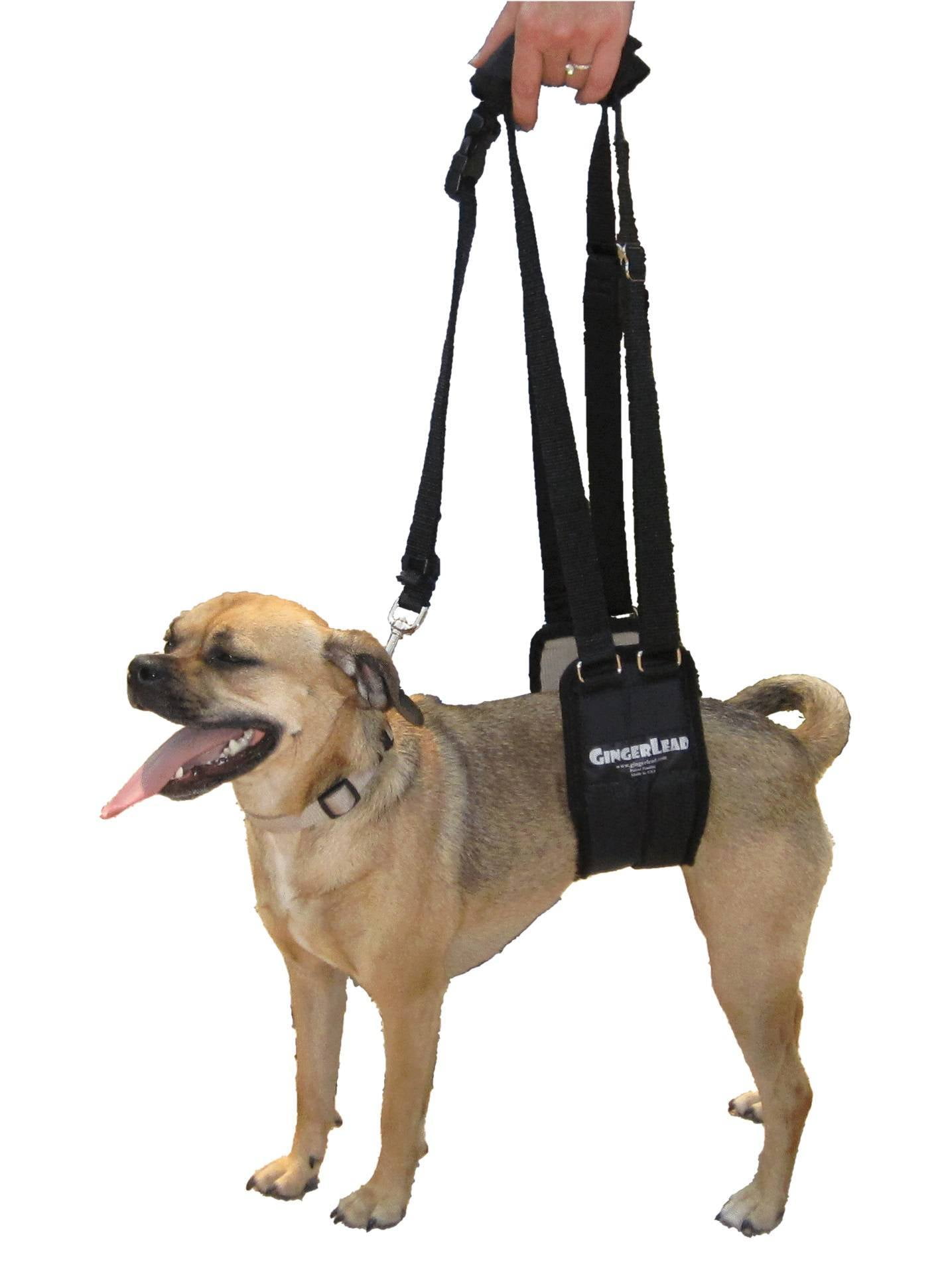GingerLead Dog Support & Rehabilitation Harness Sm GingerLead Dog Support & Rehabilitation Harness Sm