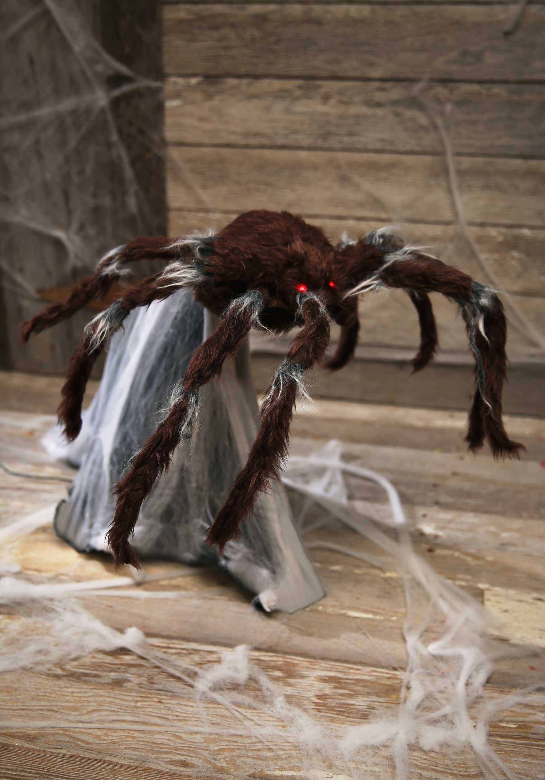Jumping Spider Brown