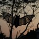 thumbnail image 5 of Atrapasueños colgante de vidriera de murciélago para ventana, decoración de murciélago de Halloween 7,8 × 3,7 pulgadas, 5 of 8