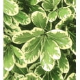 thumbnail image 6 of Southern Living Mojo Pittosporum Live Shrub in 1.5-Gallon Grower Pot, 6 of 9