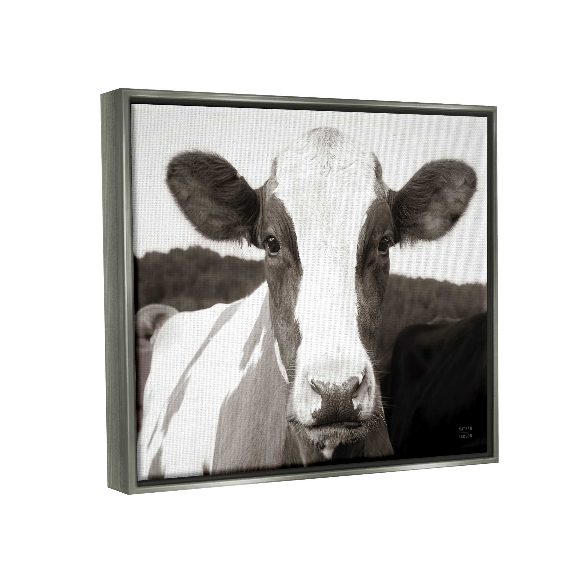 Stupell Industries Cow Portrait Farm Landscape Animals & Insects Photography Gray Floater Framed Art Print Wall Art, 31 x 25