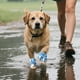 thumbnail image 4 of Botas Para Perros, Zapatos Para Cachorros, Calzado Para Mascotas, Zapatos Protectores Antideslizantes Para Perros Pequeños, Medianos Y Grandes, 4 of 4