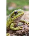 thumbnail image 2 of Arbre de WHITE'S FROG, 2 of 4