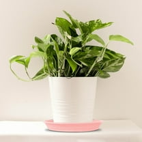 YaoZQ Large 14" Planter Base Tray, Durable Flowerpot Saucer, Round Water Drainage Plate for Big House Plants, Garden Pot Bottom Pad